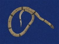 藏品(赤腹松柏根)的圖片